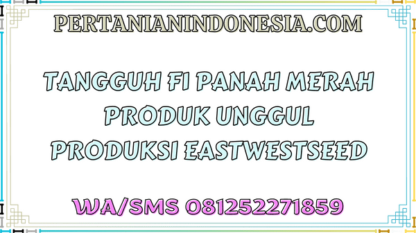 Tangguh F1 Panah Merah Produk Unggul Produksi Eastwestseed
